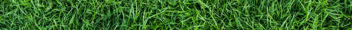 fazit rasen bild gruen gesund fazit rasen bild gruen gesund